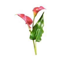 Flor Artificial Regency MTF21829 Calla Lily Rosa