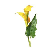 Flor Artificial Regency MTF21829-Yell Calla Lily Amarillo