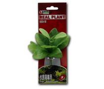 Azoo Planta Artificial Single Samolus 4