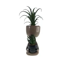 Planta En Maceta Concepts 567-49249 25 CM