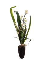 Florcita Blanca Vaso Negro