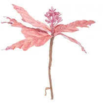 Flor Natalina Rosa