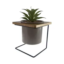 Planta En Maceta Concepts 567-49255 26 CM